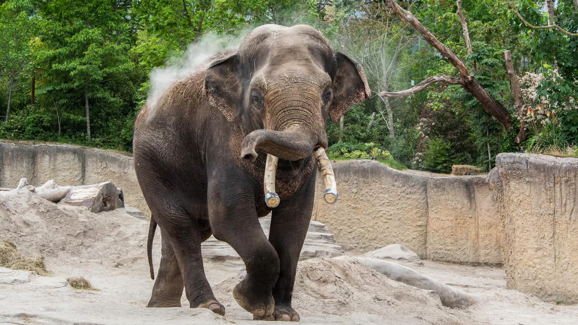 Emmen Zoo – Billets + Séjour à l'Hôtel Inclus foto 1
